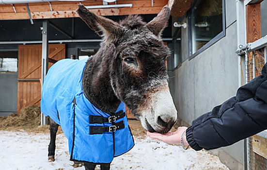 Московский зоопарк рассказал об адаптации возившего снаряды на СВО осла Жорика