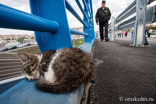 Внезапное подселение котяток: в приюте для собак надеются на помощь омичей в волонтёрском проекте
