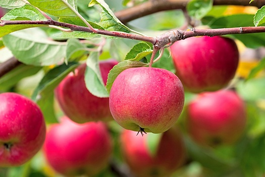 11 секретов хорошего урожая яблок