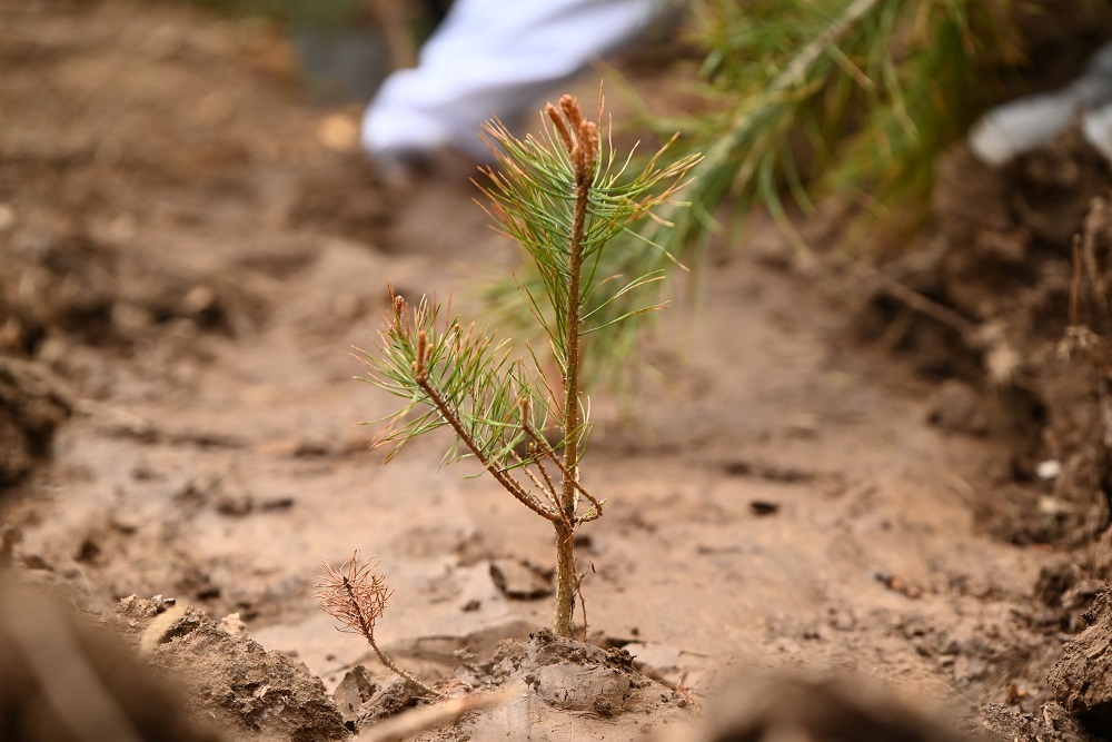В Республике Коми восстановят более 150 гектаров леса