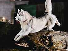 Маламут вцепился в лицо ребенку в Приморье