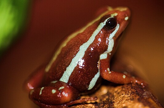 Почему ядовитые животные не умирают от собственного яда