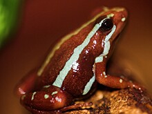 Почему ядовитые животные не умирают от собственного яда