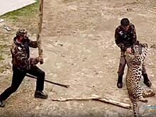 Леопард нагрянул в индийскую деревню и покалечил лесничих