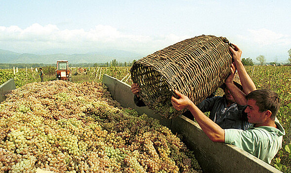 Виноделы предложили создать единый регулятор винодельческой отрасли