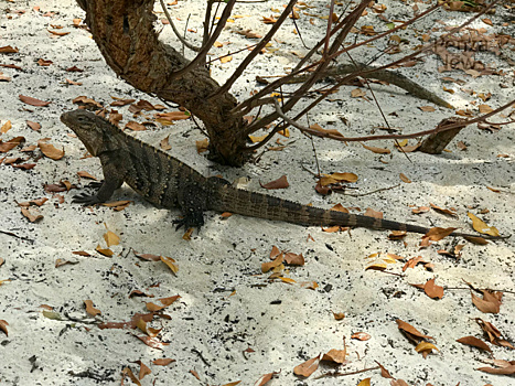 В Пензе поймали гулявшую в жилом квартале игуану