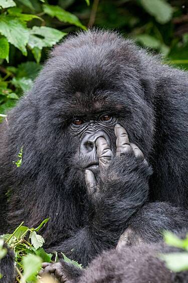 На третьем месте еще один представитель Великобритании — Оливер Драйке, сфотографировавший гориллу, ковыряющую в носу