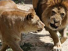 Челябинский зоопарк сообщил о смерти львицы Виктории