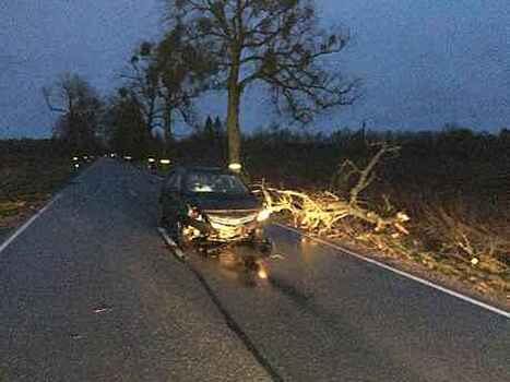 Внезапно упало на дорогу: в Гурьевске машина врезалась в дерево, пострадала пассажирка