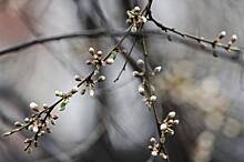 «Негатив неизбежен»: биолог Воробьев оценил последствия заморозков для деревьев
