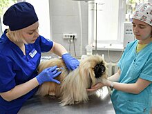 Ветеринар Шеляков: прививки защищают питомцев от инфекций с улицы