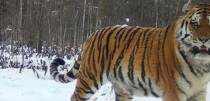 Где убыло, где прибыло – в Хабаровском крае пересчитали тигров