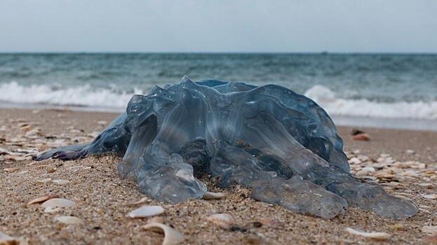 «Лежат по всему берегу!» — Севастополь атаковали медузы