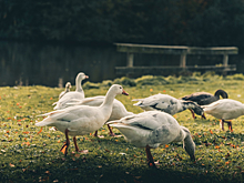 Минкульт выступил против гусиных боёв. Зоозащитники объяснили, что в них плохого