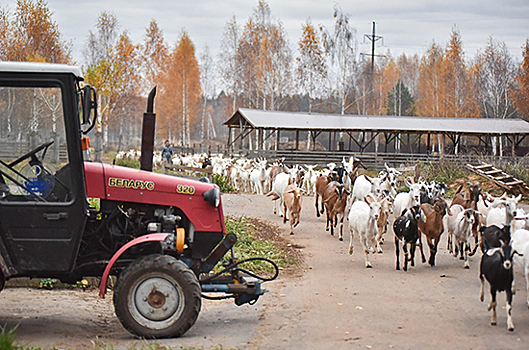 Минсельхоз предлагает установить ветеринарный контроль за российскими экспортёрами