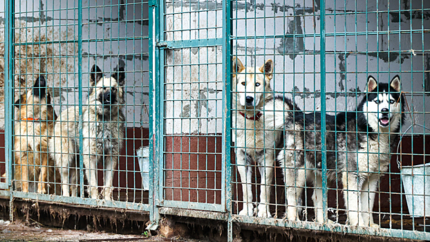 Под Владимиром зоозащитники жалуются на жестокое обращение с животными в приюте
