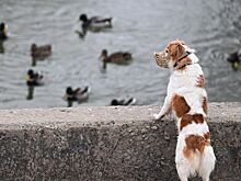 В законодательстве об уборке за питомцами на улице нашли «пробел»