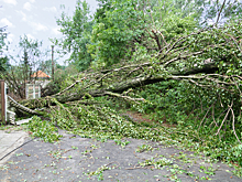 Туристы сняли ураган, вырывающий с корнем деревья