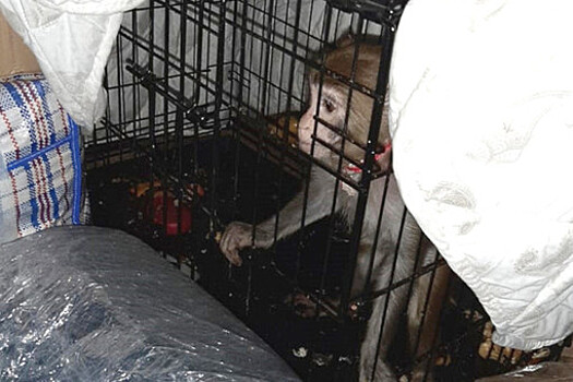 Полиция нашла в автобусе Москва-Махачкала обезьяну в клетке