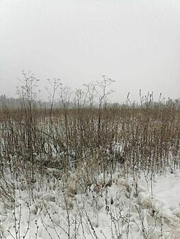 Продуктивность муниципального земельного контроля выросла в Подмосковье на 52%