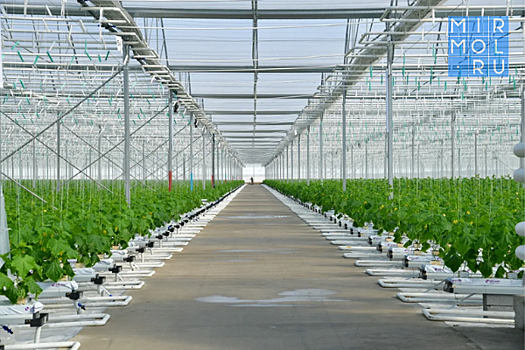 В новом комплексе в Новолакском районе построят две теплицы по 5 гектаров