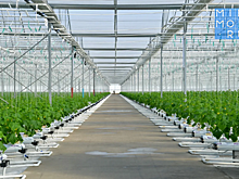 В новом комплексе в Новолакском районе построят две теплицы по 5 гектаров