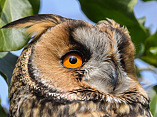 Совы-нелегалы лишились работы в Москве