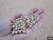 Новый глава МИД Франции: РФ будет контролировать 30% экспорта зерна в мире