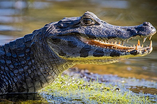 Крокодил убил рыботорговца на глазах у брата