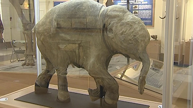 В Ноябрьске открылась выставка мамонтенка Любы