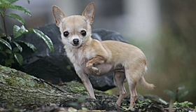 Полиция ищет мужчину, убившего собаку ударом ноги в Мытищах