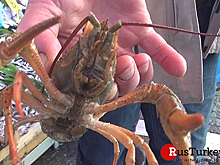 Иностранные туристы едут в Эдирне за омарами