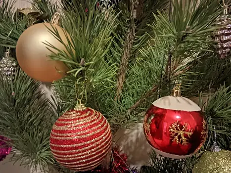 После праздников жители Самары и Тольятти могут сдать елку на переработку