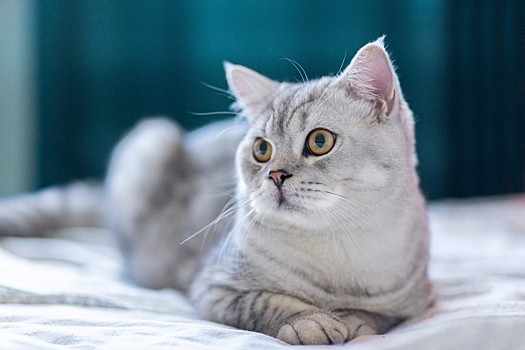 Отек легких у кошек – симптомы, причины и лечение