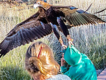 Орел попытался утащить мальчика в Австралии