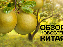 Обзор новостей Китая. Продажи помело