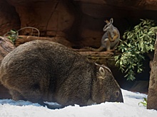 Что известно о неожиданных снегопадах в Австралии