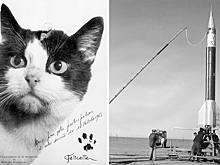 Первая и единственная: кошка, которая отправилась в космос