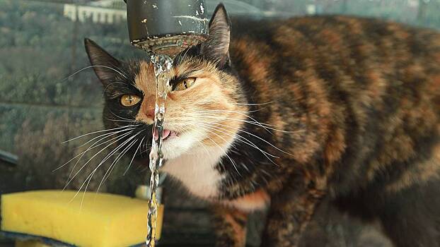 День мониторинга воды и День почитания пожилых в Японии: какие праздники отмечают в России и мире 18 сентября