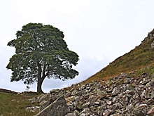 Определен возраст «дерева Робин Гуда»