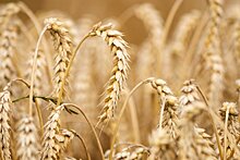 Хуситы Йемена будут покупать у России пшеницу за рубли