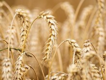 Хуситы Йемена будут покупать у России пшеницу за рубли