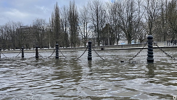 В Преголе растёт уровень воды, ветер повалил деревья: как Калининград переживает очередную непогоду