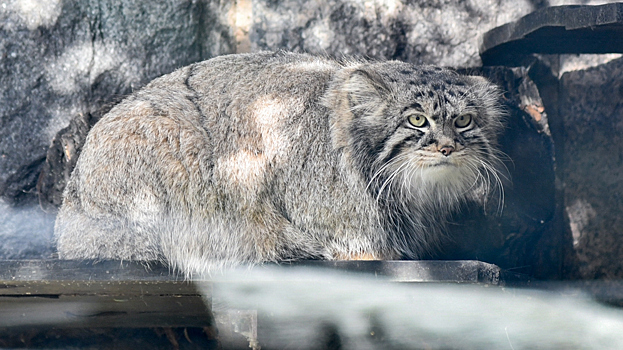 В Московском зоопарке рассказали, как слово "зажировка" попало в словарь