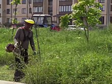 В преддверии цветения амброзии во Владикавказе начали борьбу с опасным сорняком