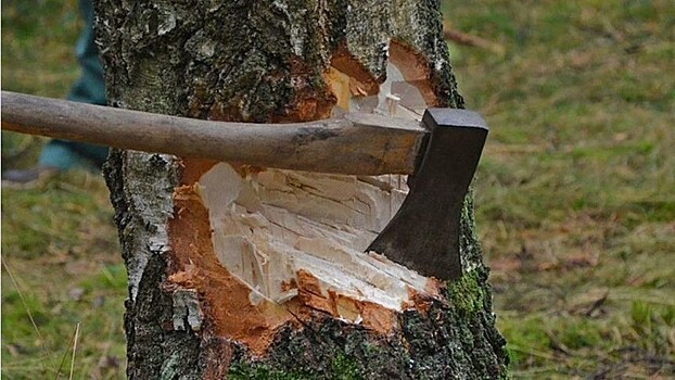 В Кировской области на 15% уменьшилось количество незаконных лесных рубок