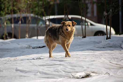 Закон об эвтаназии некоторых бродячих собак приняли в Красноярском крае