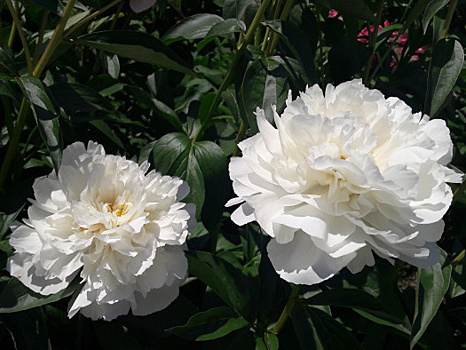 Пион с огромными цветками и ароматом розы. Крепкий орешек - опора не нужна, не болеет, зимует без укрытия