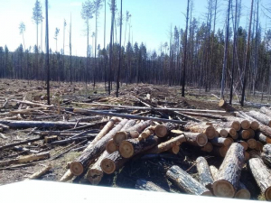 Предприниматель из Красноярского края обвиняется в незаконной вырубке леса на 9,5 млн рублей