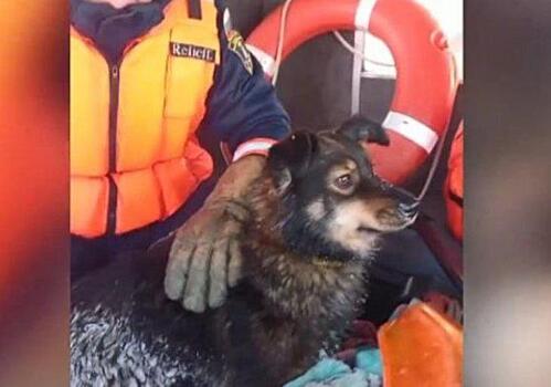 Утопающего в снегу пса с острова на Оби спасли в Новосибирске